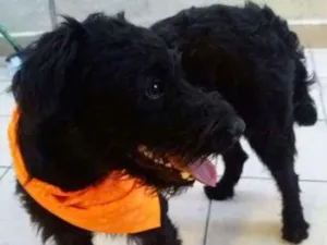 Cachorro raça mix idade 1 ano nome PAÇOCA