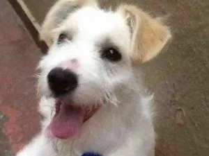 Cachorro raça mix idade  nome TEKO