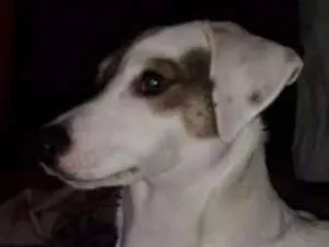 Cachorro raça mix idade  nome ninja 