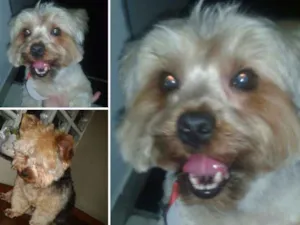 Cachorro raça Yorkshire  idade 4 anos nome Jeick ou Jacke