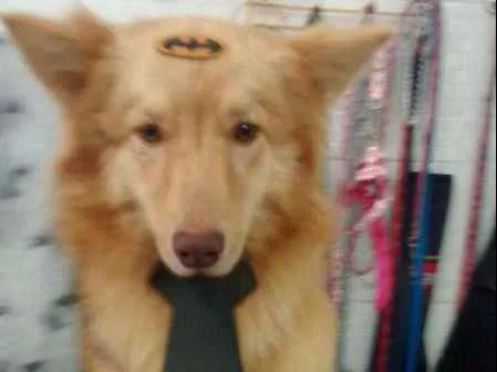 Cachorro ra a mix idade 2 anos nome Batman