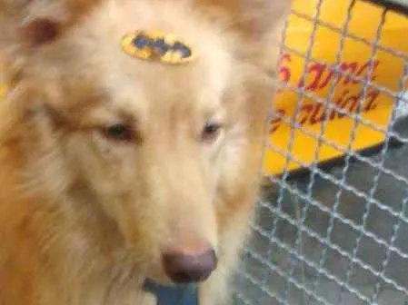 Cachorro ra a mix idade 2 anos nome Batman