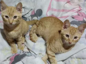 Gato raça SRD idade 2 a 6 meses nome sem nome