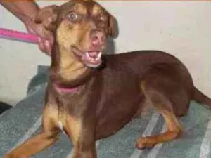 Cachorro raça SRD idade 7 a 11 meses nome MEL