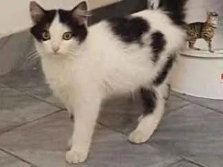 Gato ra a SRD idade 2 a 6 meses nome Noah