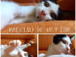 Gato raça Vira-lata idade 2 a 6 meses nome Floco de neve