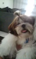 Romeu