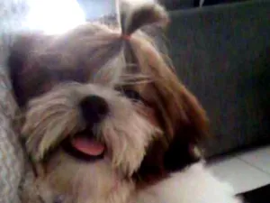 Cachorro raça Shih-tzu idade 2 a 6 meses nome Romeu