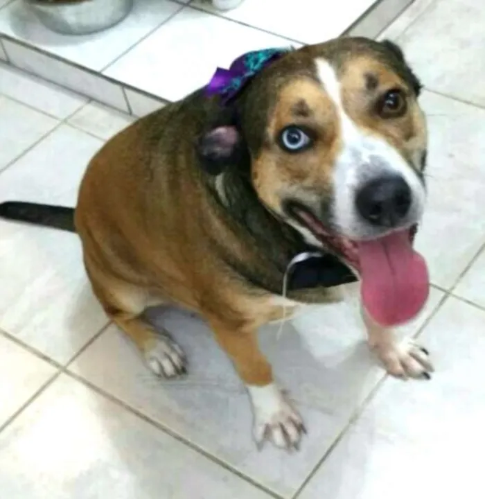 Cachorro ra a Sem raça definida idade 4 anos nome Florence