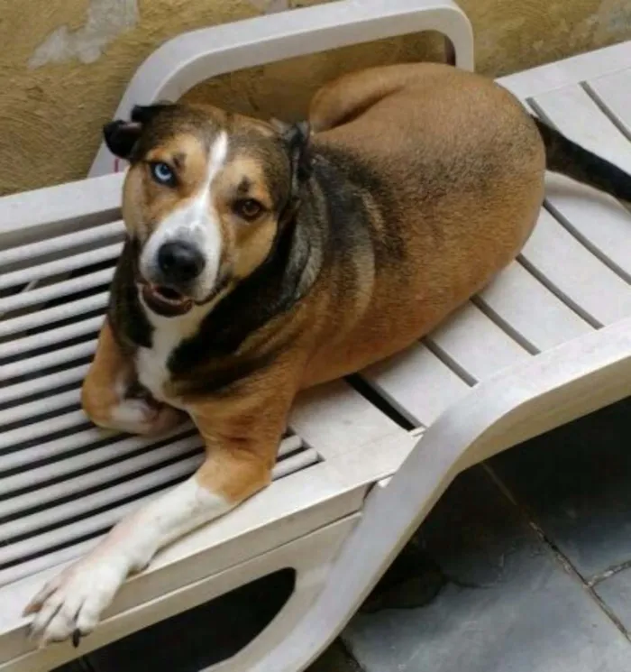 Cachorro ra a Sem raça definida idade 4 anos nome Florence