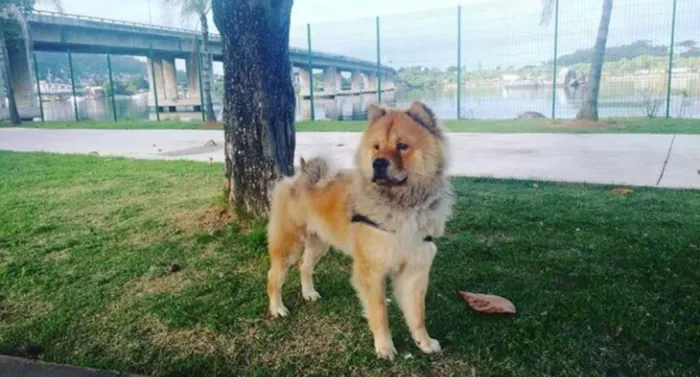 Cachorro raça Chow Chow idade 1 ano nome Luck