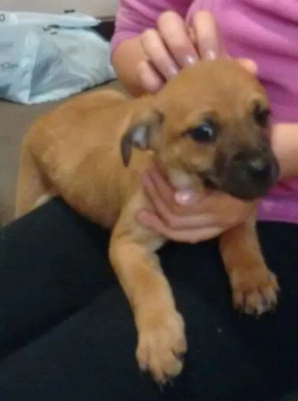 Cachorro ra a SRD idade 2 a 6 meses nome Bege Peludinho