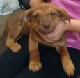 Bege Peludinho