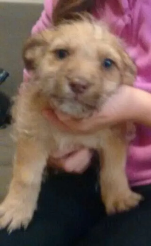 Cachorro ra a SRD idade 2 a 6 meses nome Bege Peludinho