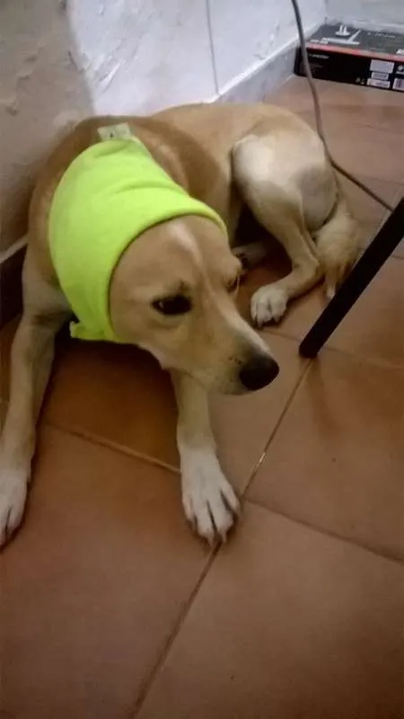 Cachorro raça SRD idade 1 ano nome Baby
