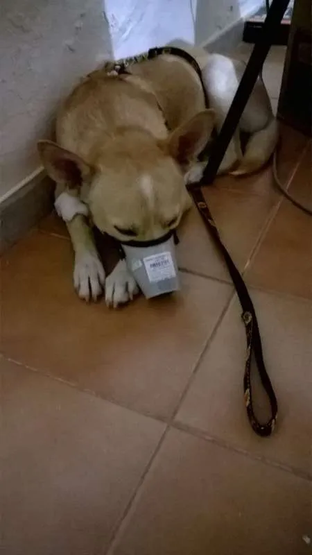 Cachorro raça SRD idade 1 ano nome Baby