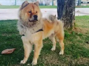 Cachorro raça Chow Chow idade 1 ano nome Luck