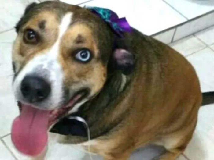 Cachorro ra a Sem raça definida idade 4 anos nome Florence
