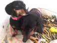 Mayla e Nunu