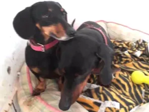 Cachorro raça Basset Dachshund idade 3 anos nome Mayla e Nunu