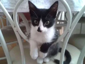 Gato raça srd idade 2 a 6 meses nome KIM