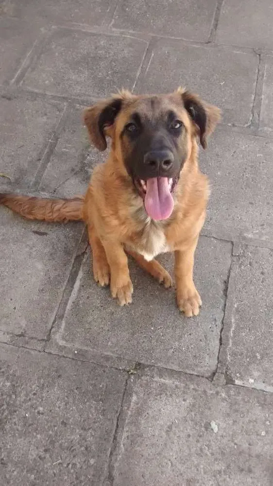 Cachorro ra a Vira-lata/Pastor alemão  idade 1 ano nome Favela 