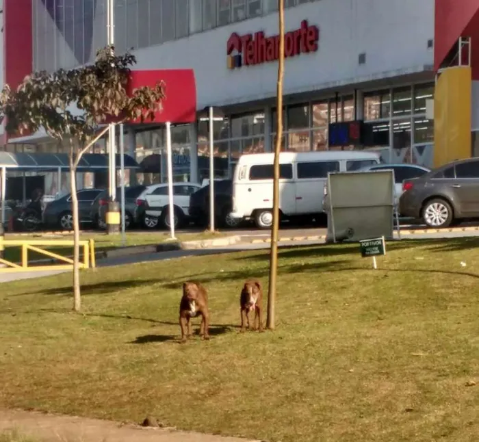 Cachorro ra a American bully e SRD idade 5 anos nome Nutella e Ovomaltine