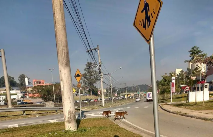 Cachorro ra a American bully e SRD idade 5 anos nome Nutella e Ovomaltine