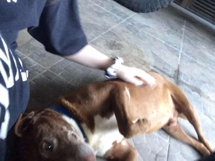 Cachorro ra a American bully e SRD idade 5 anos nome Nutella e Ovomaltine