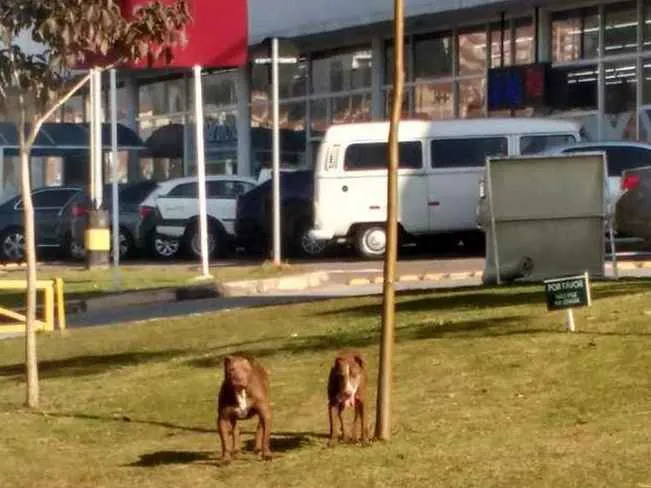 Cachorro ra a American bully e SRD idade 5 anos nome Nutella e Ovomaltine