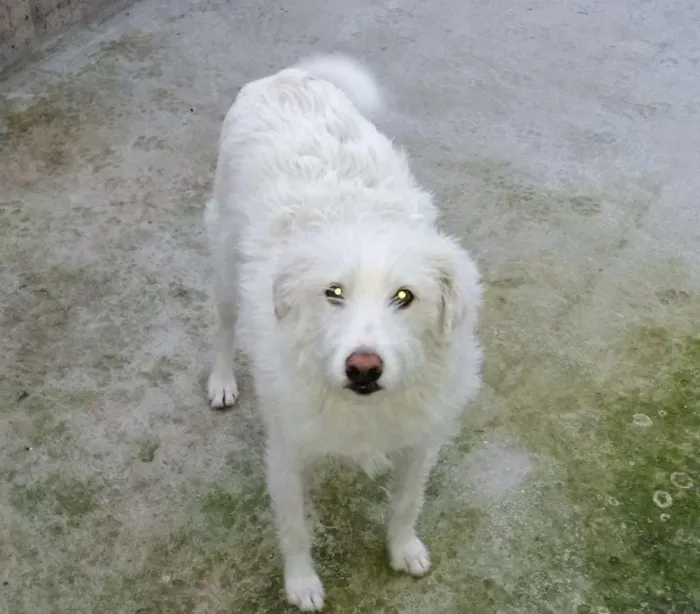 Cachorro ra a Vira lata idade 1 ano nome Jhully
