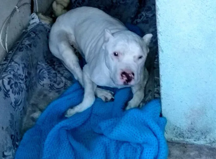 Cachorro ra a Pitbull idade 6 ou mais anos nome Branquinho