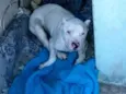 Branquinho