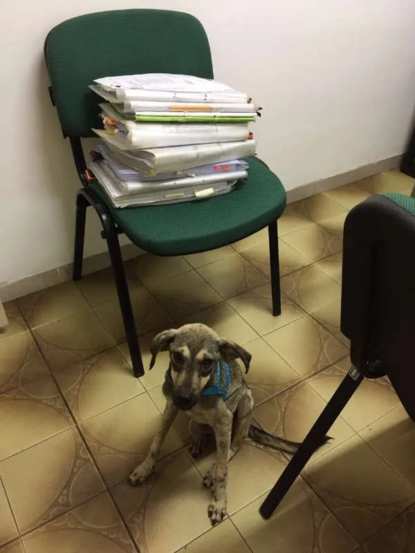 Cachorro raça Sem raça definida idade 1 ano nome Pingo