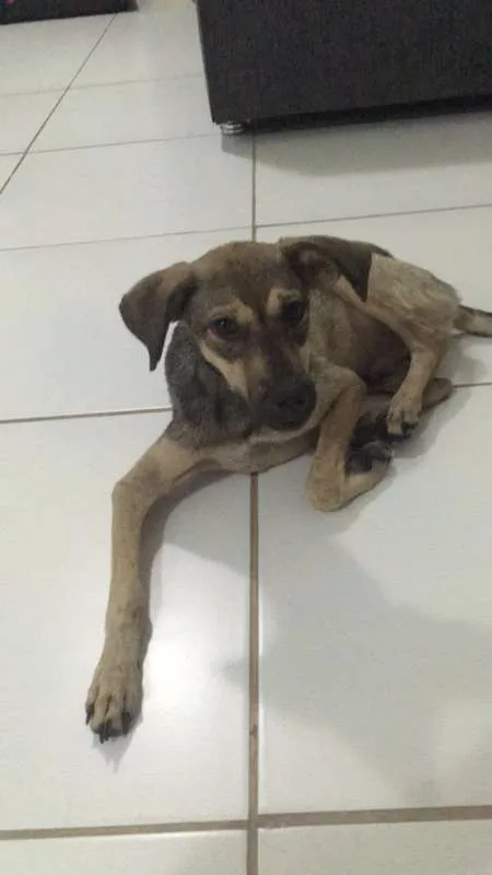 Cachorro raça Sem raça definida idade 1 ano nome Pingo