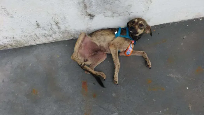 Cachorro raça Sem raça definida idade 1 ano nome Pingo