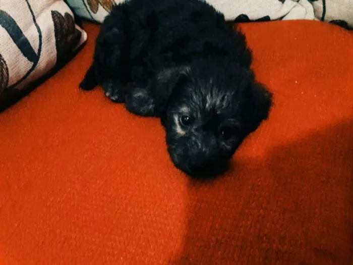 Cachorro raça Pudo idade Abaixo de 2 meses nome Megui