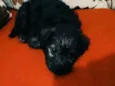 Megui