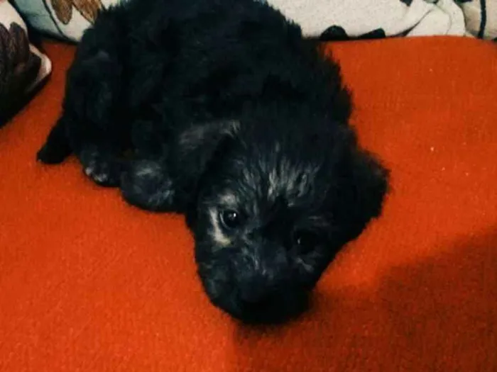 Cachorro raça Pudo idade Abaixo de 2 meses nome Megui