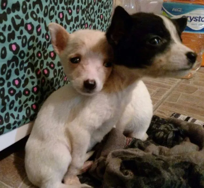 Cachorro ra a srd idade 2 a 6 meses nome Madonna