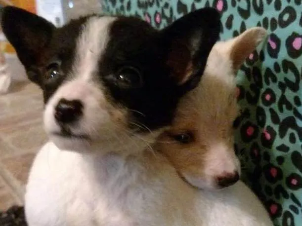 Cachorro ra a srd idade 2 a 6 meses nome Madonna