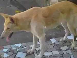 Cachorro raça pastor idade 5 anos nome rapinha