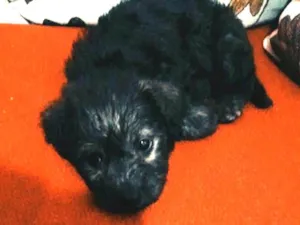 Cachorro raça Pudo idade Abaixo de 2 meses nome Megui