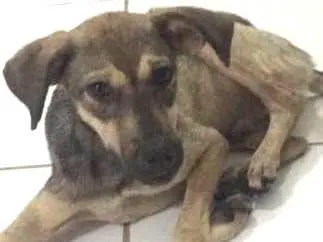 Cachorro raça Sem raça definida idade 1 ano nome Pingo
