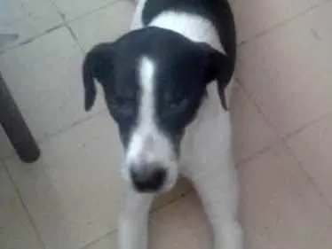 Cachorro ra a raciado idade 5 anos nome miike