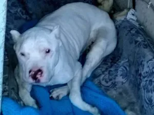 Cachorro raça Pitbull idade 6 ou mais anos nome Branquinho