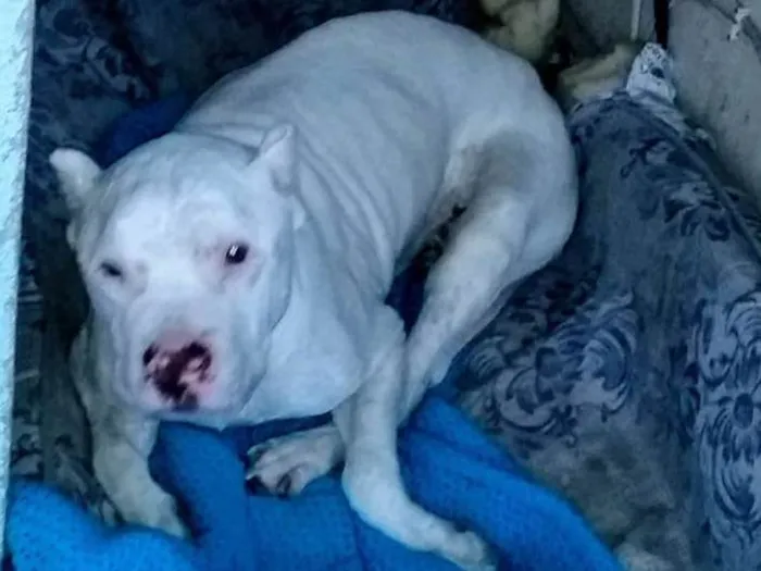 Cachorro ra a Pitbull idade 6 ou mais anos nome Branquinho