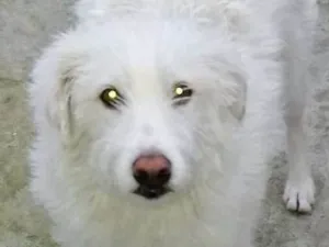 Cachorro raça Vira lata idade 1 ano nome Jhully