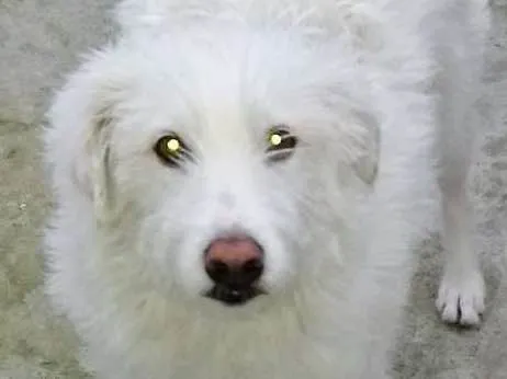 Cachorro ra a Vira lata idade 1 ano nome Jhully