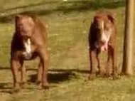 Cachorro ra a American bully e SRD idade 5 anos nome Nutella e Ovomaltine